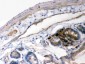 Anti-IKB Alpha Picoband Antibody